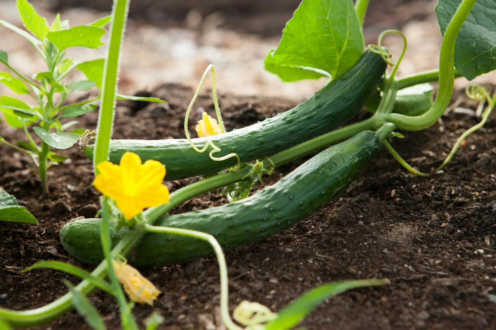 Ferme biologique au Maroc avec légumes frais et pots en terre cuite